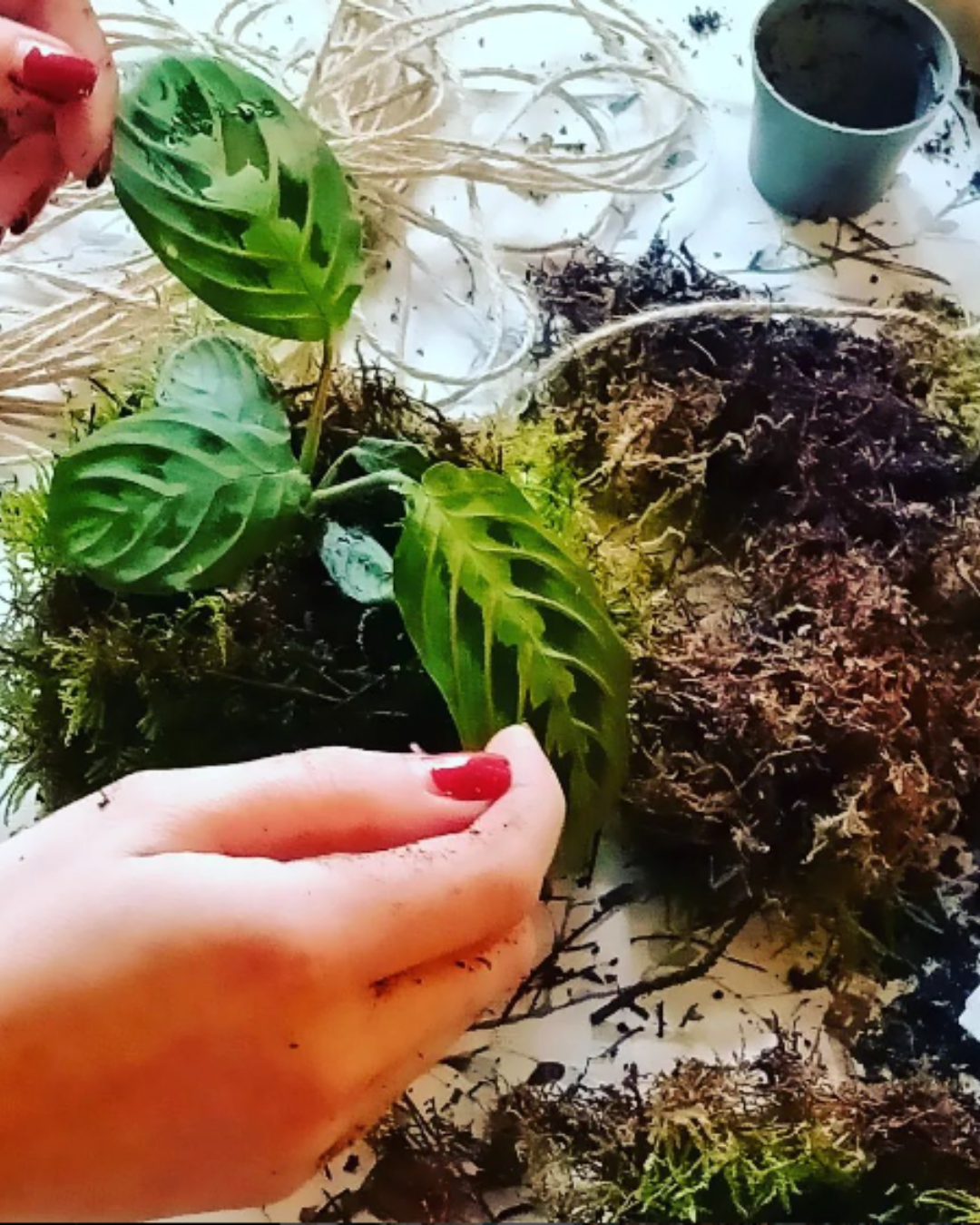 Kokedama's maken