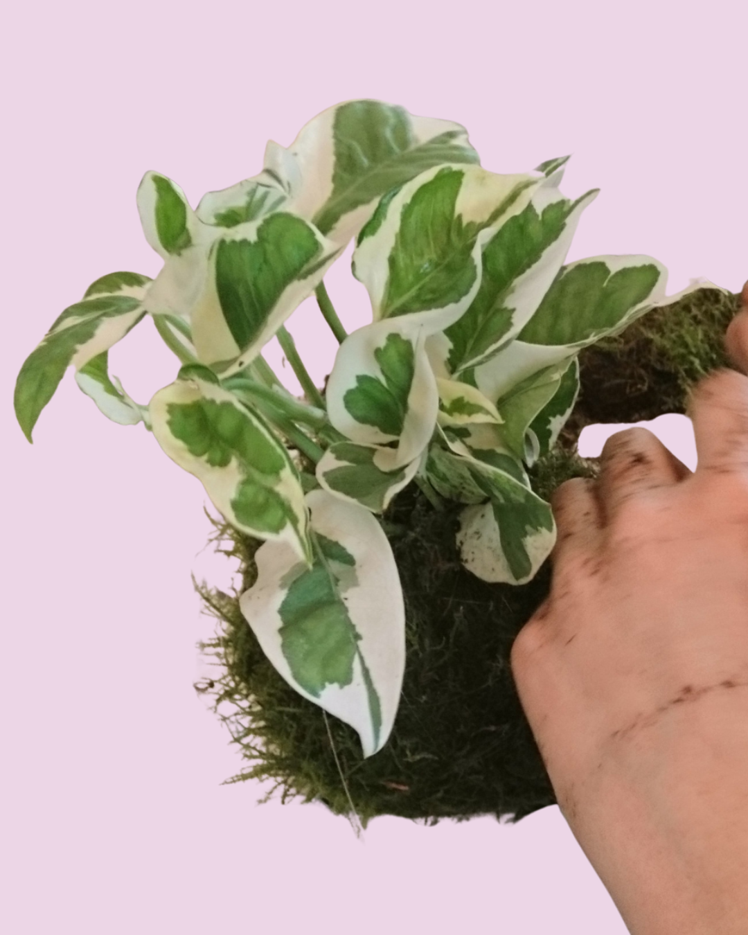 Kokedama's maken