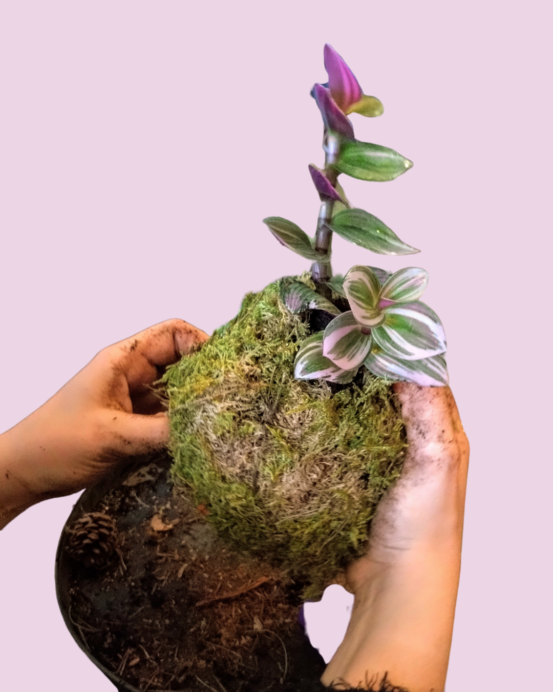 Kokedama's maken