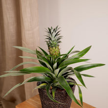 Afbeelding in Gallery-weergave laden, Ananasplant - 2 stuks
