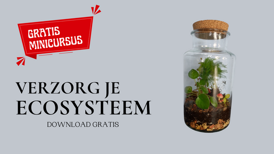 NIEUW: Gratis minicursus - verzorg je ecosysteem