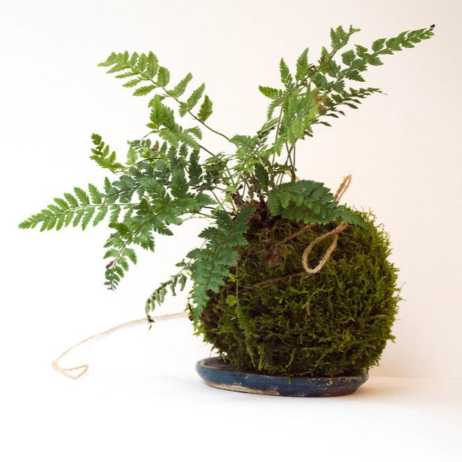 kokedama resultaat