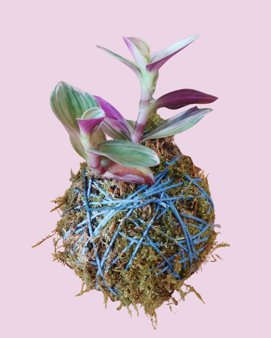 Kokedama's maken