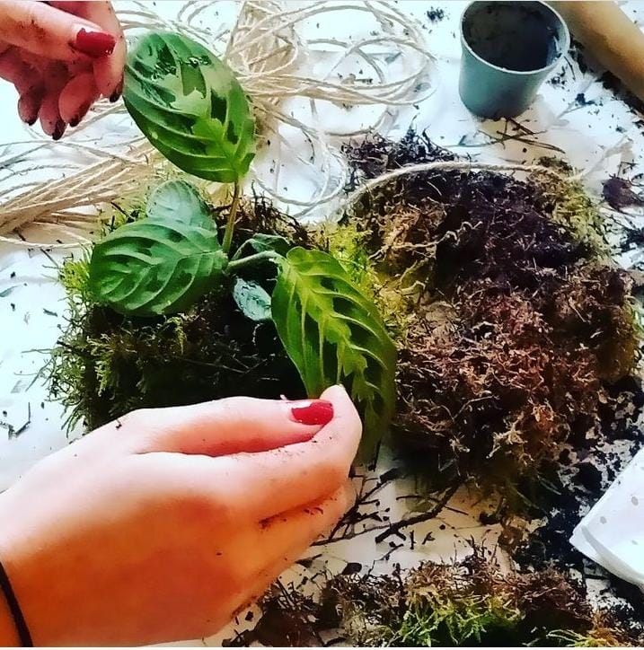 kokedama close-up