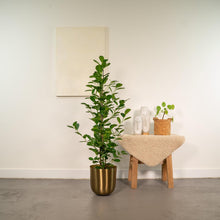 Afbeelding in Gallery-weergave laden, Ficus microcarpa Moclame - Ø21cm - ↕95cm
