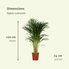 Afbeelding in Gallery-weergave laden, Dypsis Lutescens - Areca Palm - Ø24cm - ↕120cm
