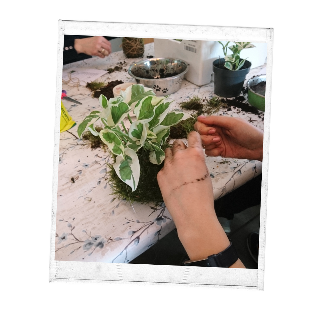 21 november - kokedama's maken