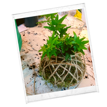 Afbeelding in Gallery-weergave laden, 21 november - kokedama&#39;s maken
