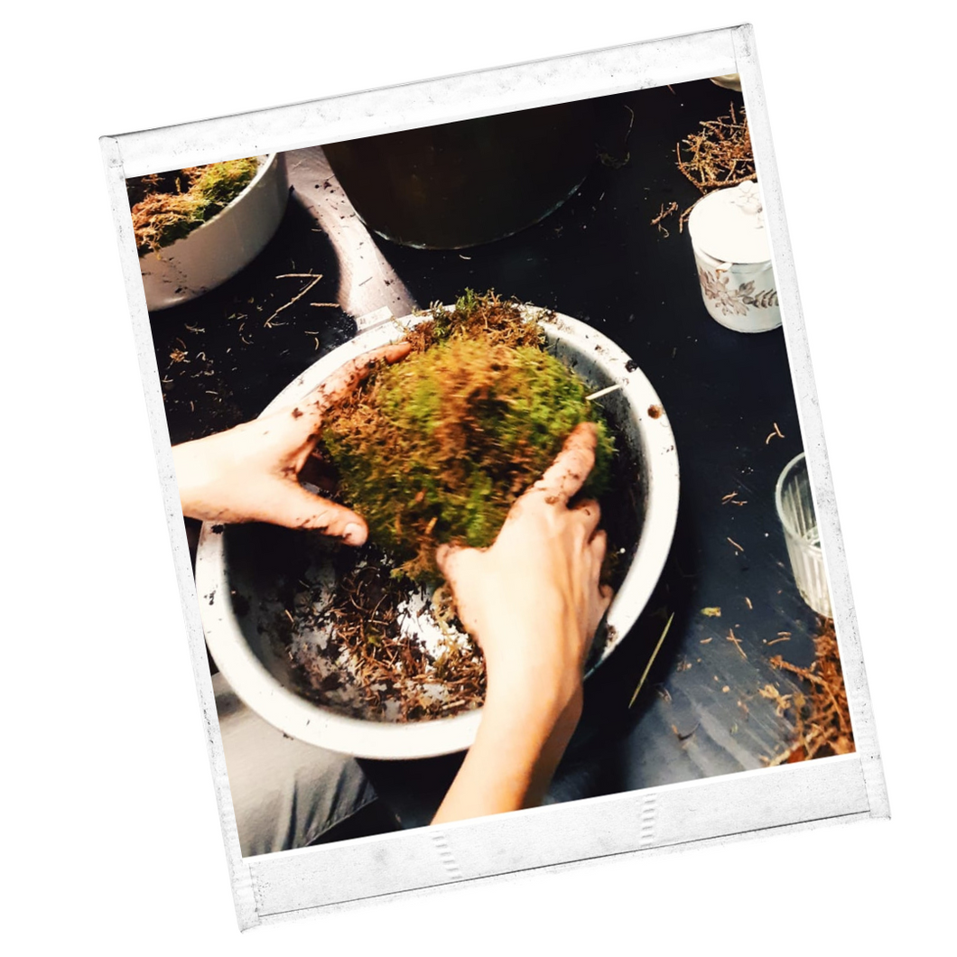 Kokedama verzendpakket